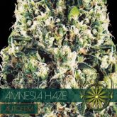 Amnesia Haze Auto - Vision Seeds