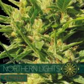Northern Lights Auto - Vision Seeds