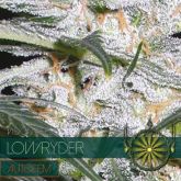 Lowryder Auto - Vision Seeds