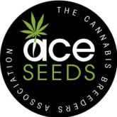 ACE Seeds Regular