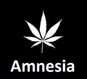 meilleures-varietes-graines-de-cannabis-amnesia