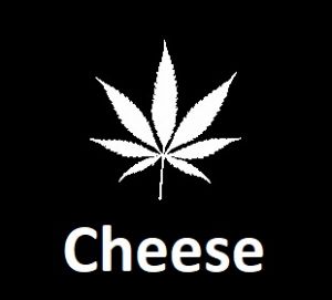meilleures-varietes-graines-de-cannabis-cheese