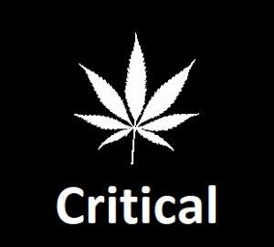 meilleures-varietes-graines-de-cannabis-critical
