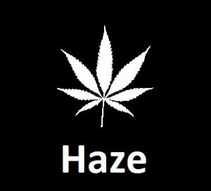 meilleures-varietes-graines-de-cannabis-haze
