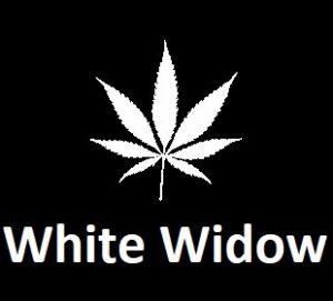 meilleures-varietes-graines-de-cannabis-white-widow