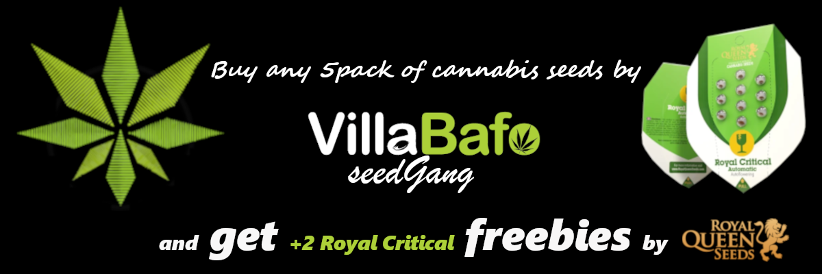 offer-villabafo-seedgang-royal-queen-seeds-end-april